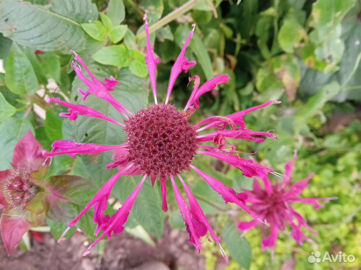 Многолетники, уксус яблочный