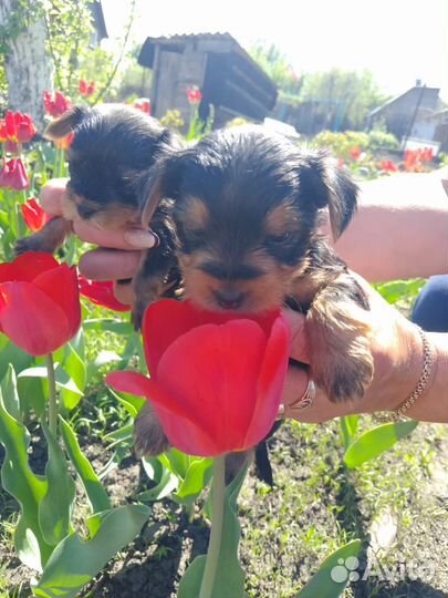 Йоркширский терьер мини