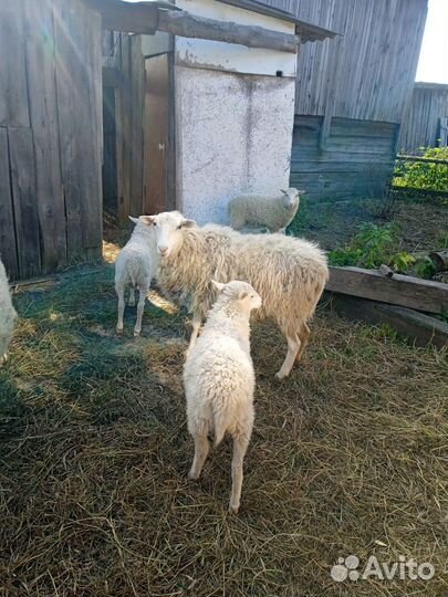 Овцы бараны