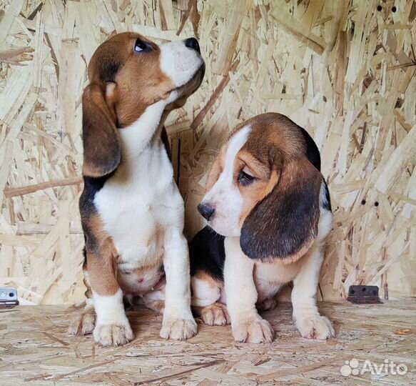 Щенки бигль