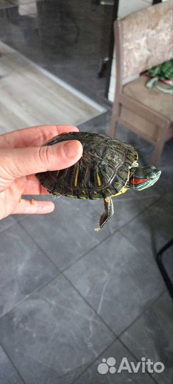 Красноухая черепаха маленькая бесплатно