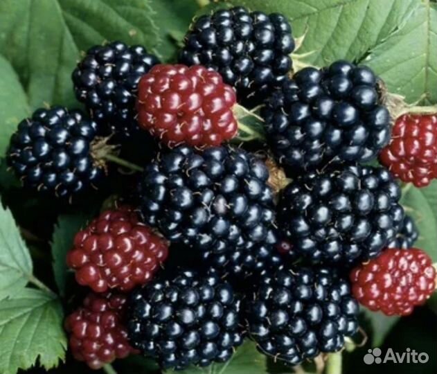 Ежевика бесшипая