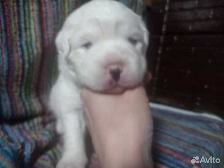 Ксолоитцкуинтли мексиканская голая