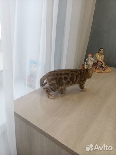 Бенгальские котята