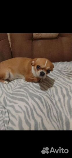 Чихуахуа, тойтерьеры, карликовые пинчеры Доставка