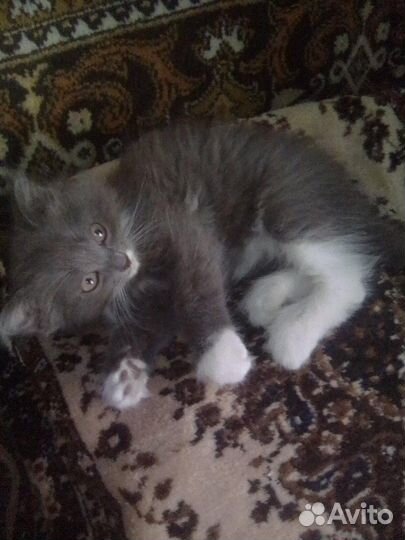 Котенок сибирской кошки бесплатно