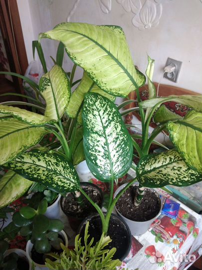 Комнатные растения