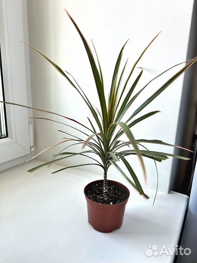 Драцена маргината