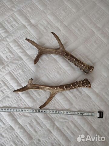 Рога косули (пара)