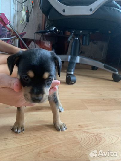 Отдам щенков