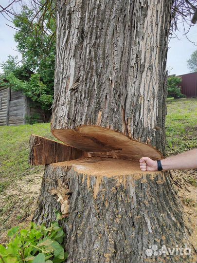 Спилить дерево
