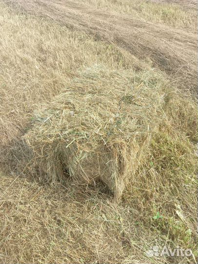 Сено в тюках(кипах),рулонах и мешках