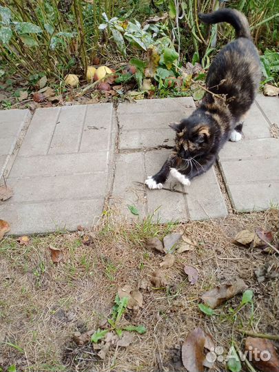 Отдам котенка в добрые руки