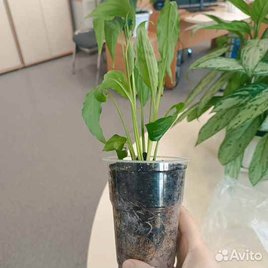 Спатифиллум