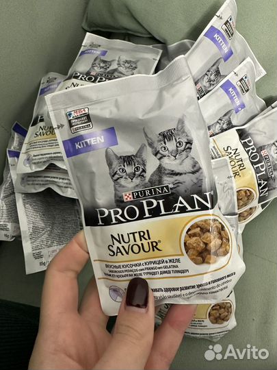 Proplan для котят