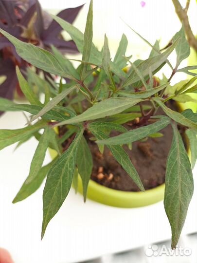 Ипомея батат