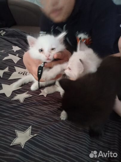 Отдам бесплатно