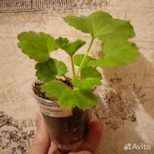 Dynasty daji пеларгония