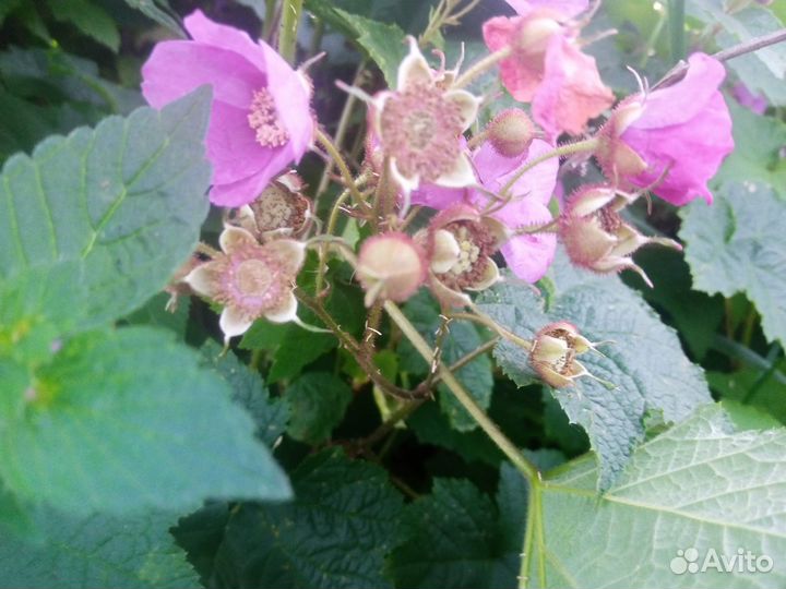 Малина саженцы