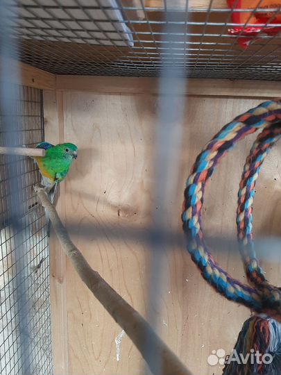 Попугай певчий