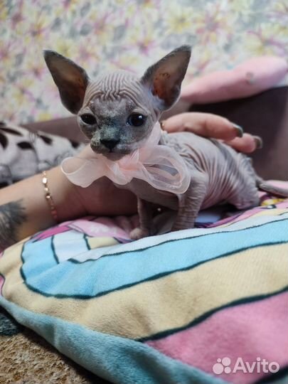 Канадский сфинкс