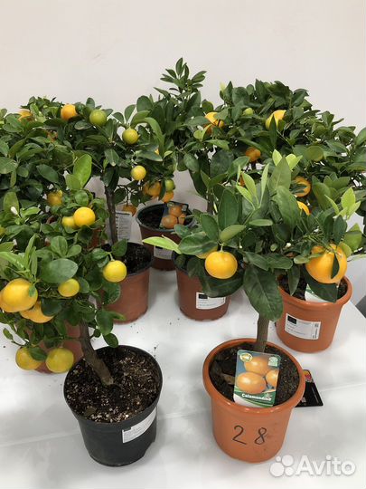 Мандариновое дерево