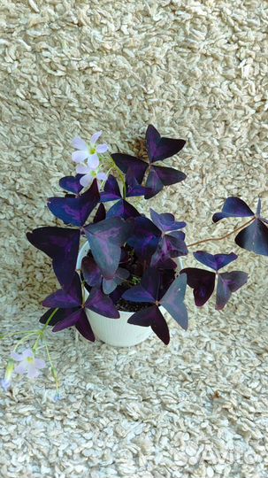 Домашние растения