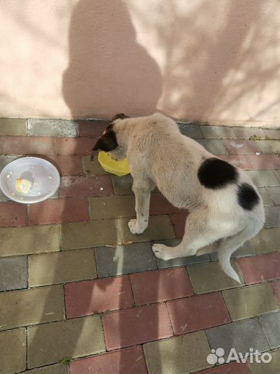 Отдам бесплатно