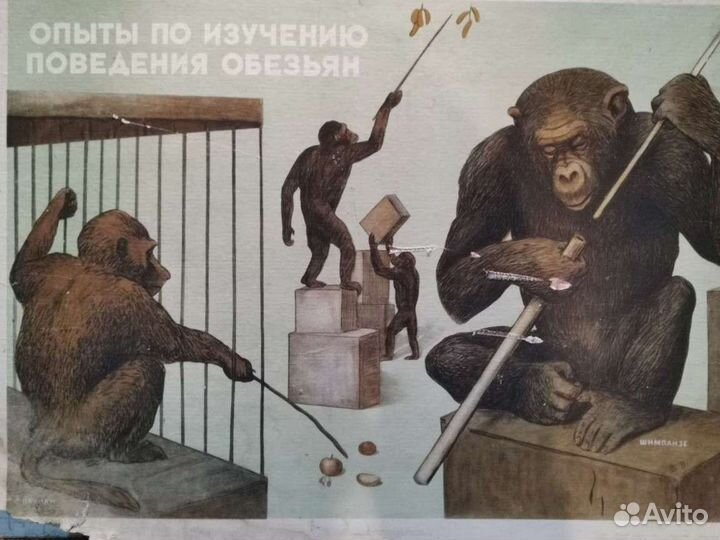 Плакат по биологии