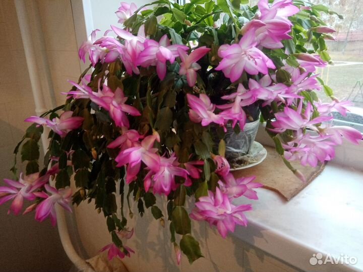 Комнатные цветы