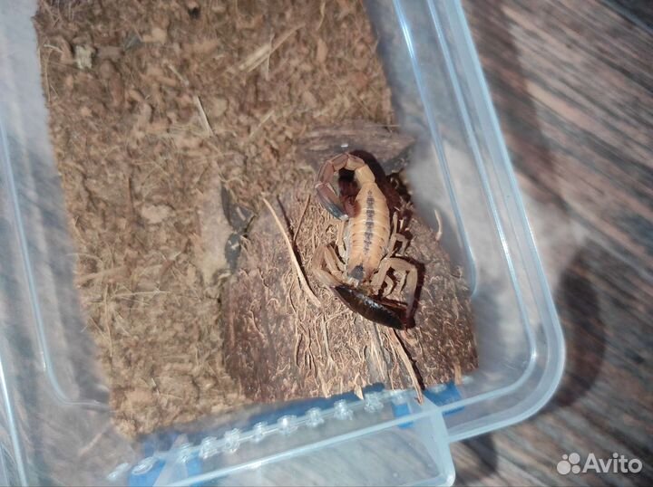 Скорпион, Tityus stigmurus