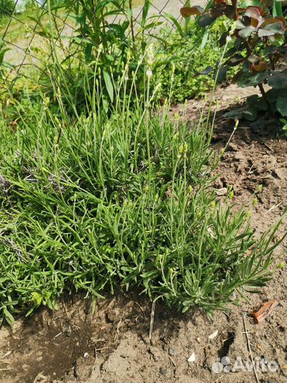 Ирисы, самшиты, лаванда, гвоздика