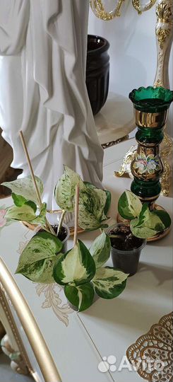 Сциндапсус Хеппи Лиф