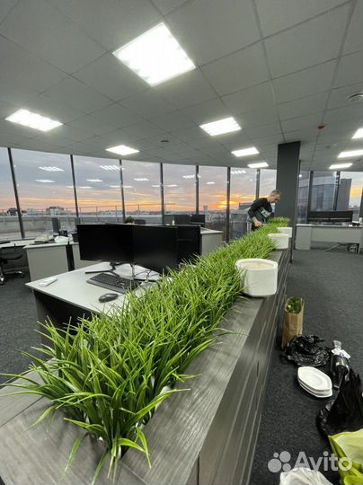 Осока искуственная