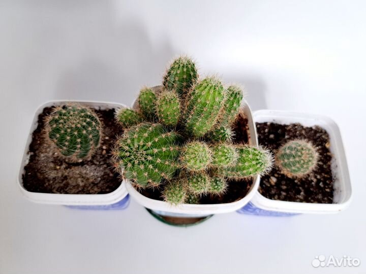 Кактус эхинопсис