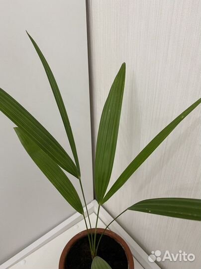 Трахикарпус Форчуна пальма