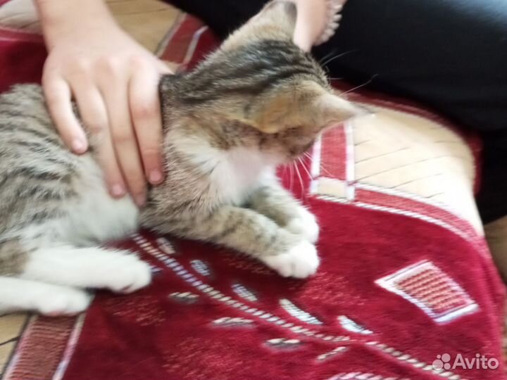 Отдам котёнка