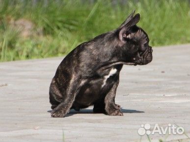 Французский бульдог щенки