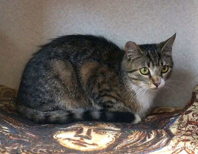 Кошка в дар бесплатно