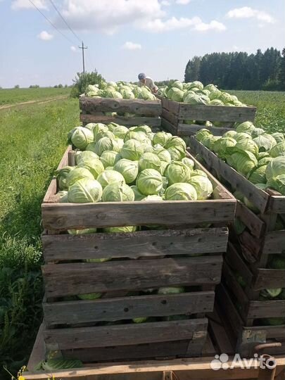 Капуста Белокочанная