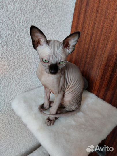 Донской сфинкс