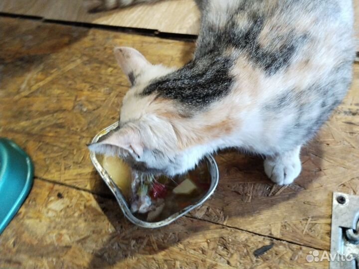 Котята в дар