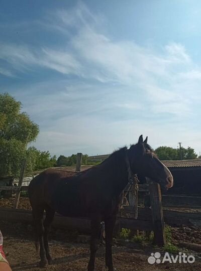 Продам лошадь