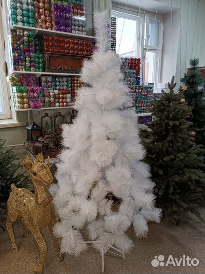 Сосна белая