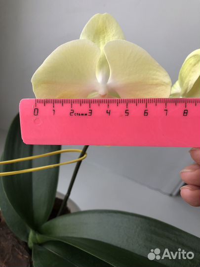 Орхидея фаленопсис биг лип