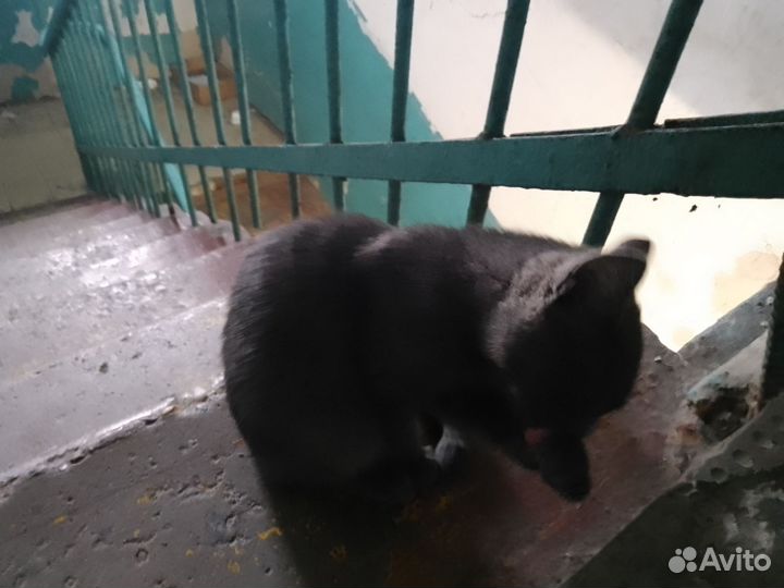 Черный котенок