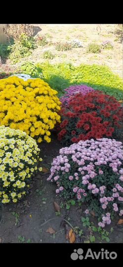 Хризантемы мультифлора