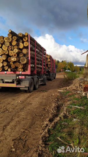 Дрова береза в хлыстах