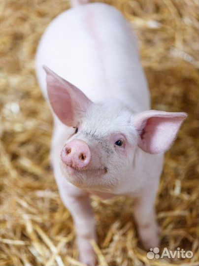 Домашние поросята