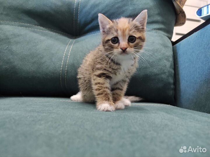 Кошечка трёхцветка